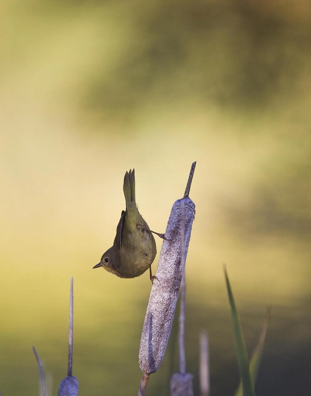 _20A8150-SharpenAI-Softnessv copy.jpg