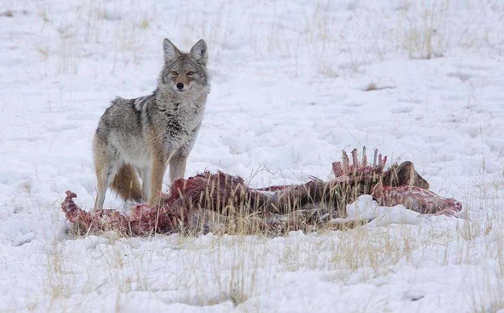 JeffMoore@Jeffmooreimages11NLyonsTrailLivingstonMT59047Phone8474215692_DK9T7302 copy.jpg