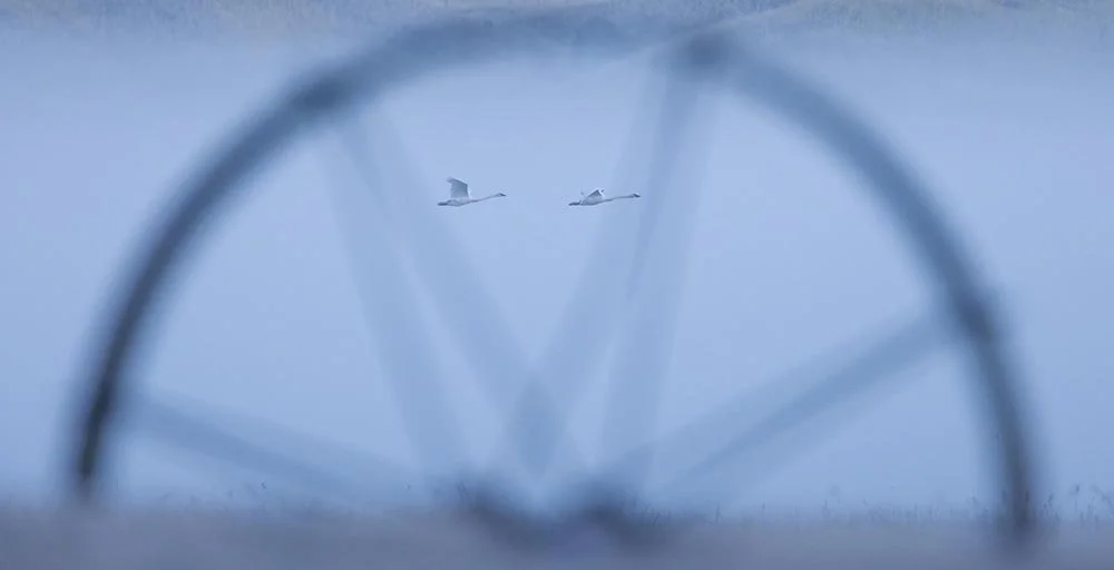 _20A0466-SharpenAI-Softness copy.jpg