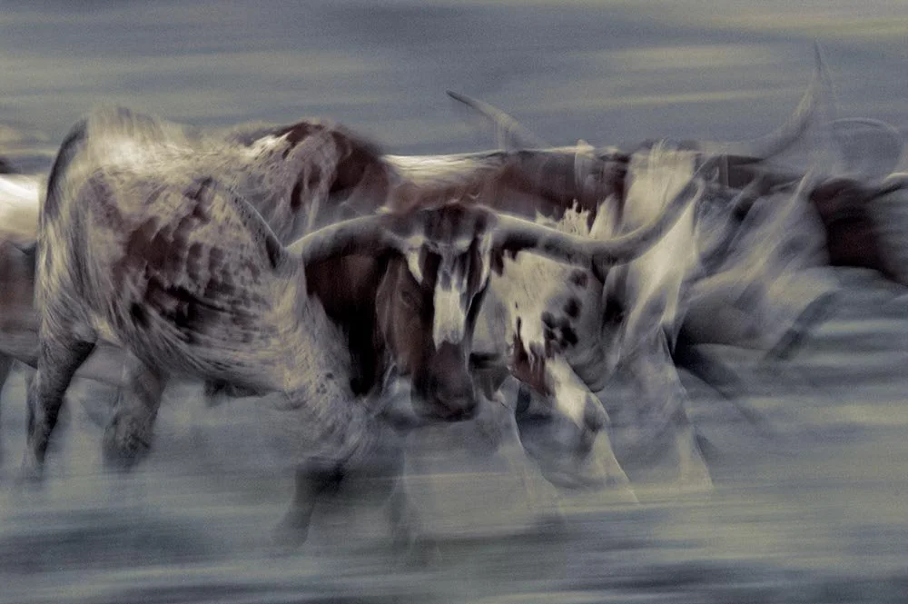 Blurry bevos desaturated copy.jpg