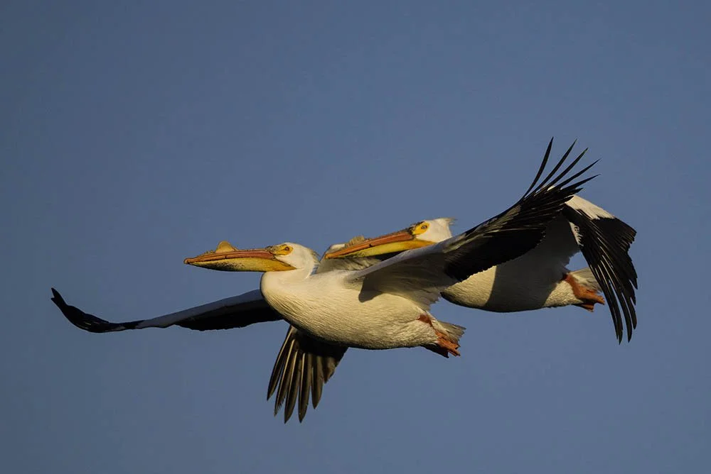 _20A5387-SharpenAI-Softness copy.jpg