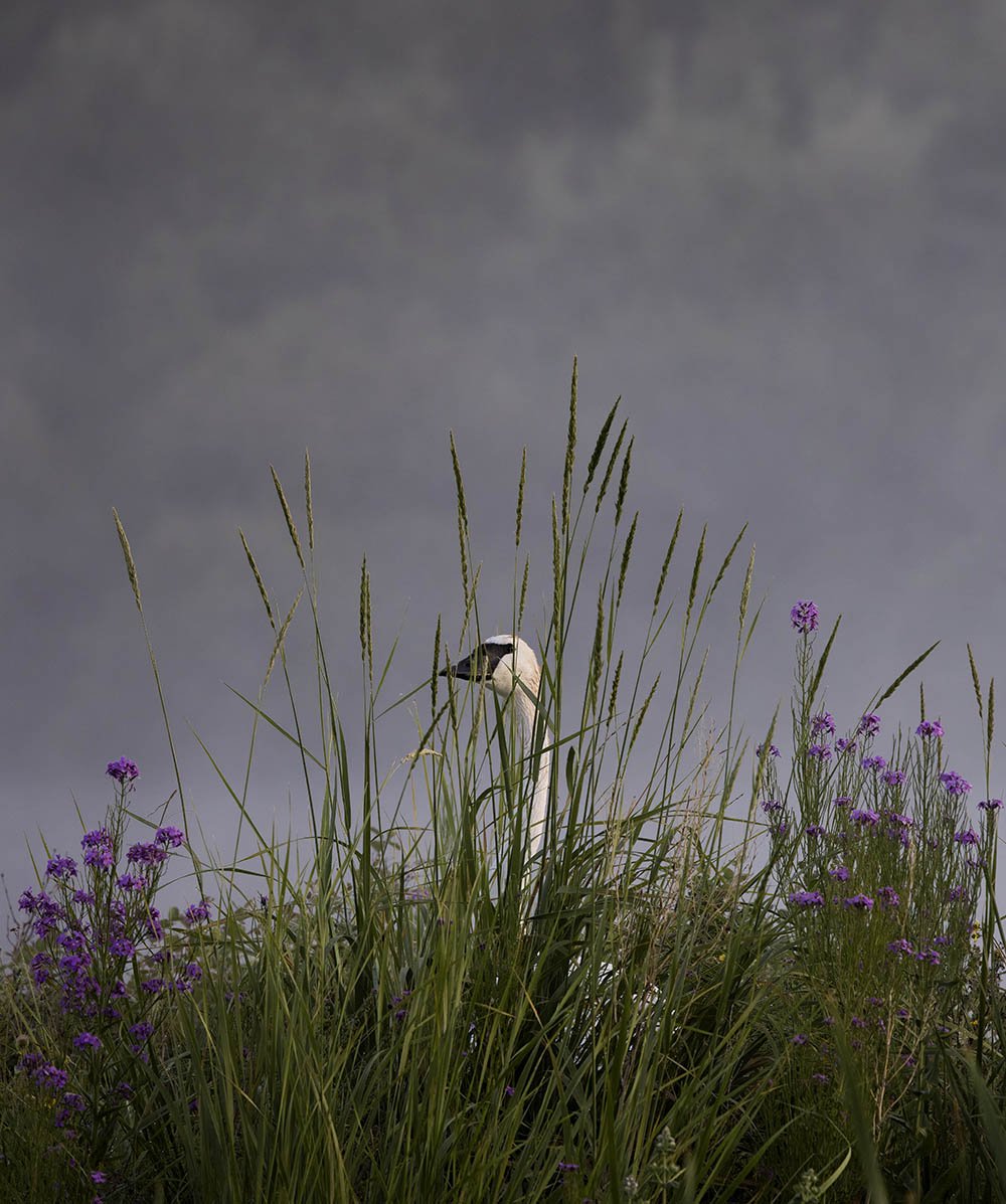 _20A5645-SharpenAI-Softness copy.jpg