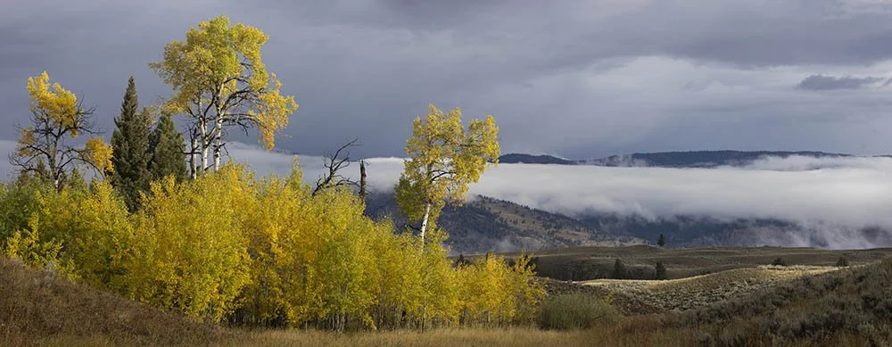 Yellowstone Aspen Vista copy.jpg