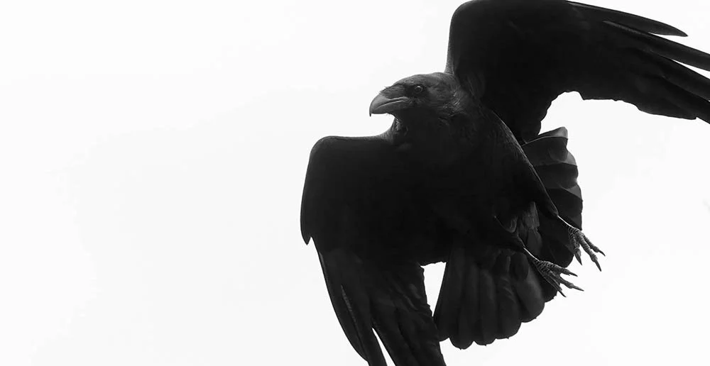 Ravenstrong copy.jpg