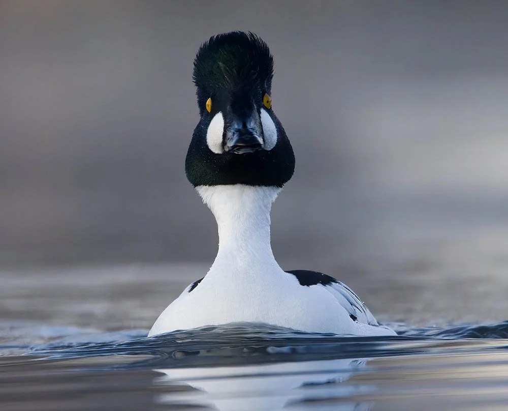 _20A8729-SharpenAI-Focus copy 2.jpg