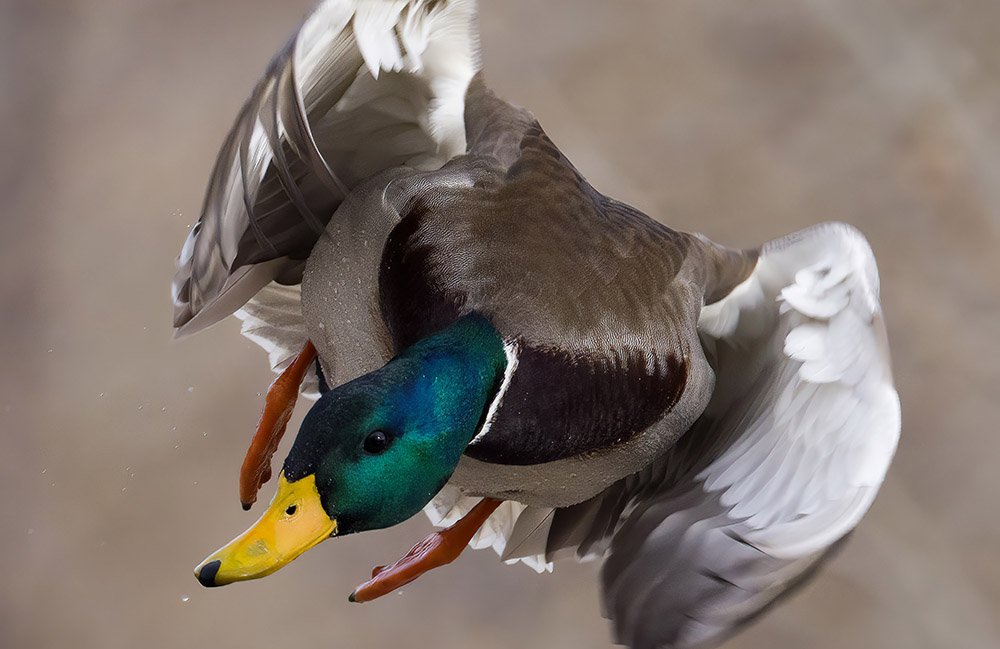 _20A2576c-SharpenAI-Softness-gigapixel-standard-scale-2_00x copy 2.jpg