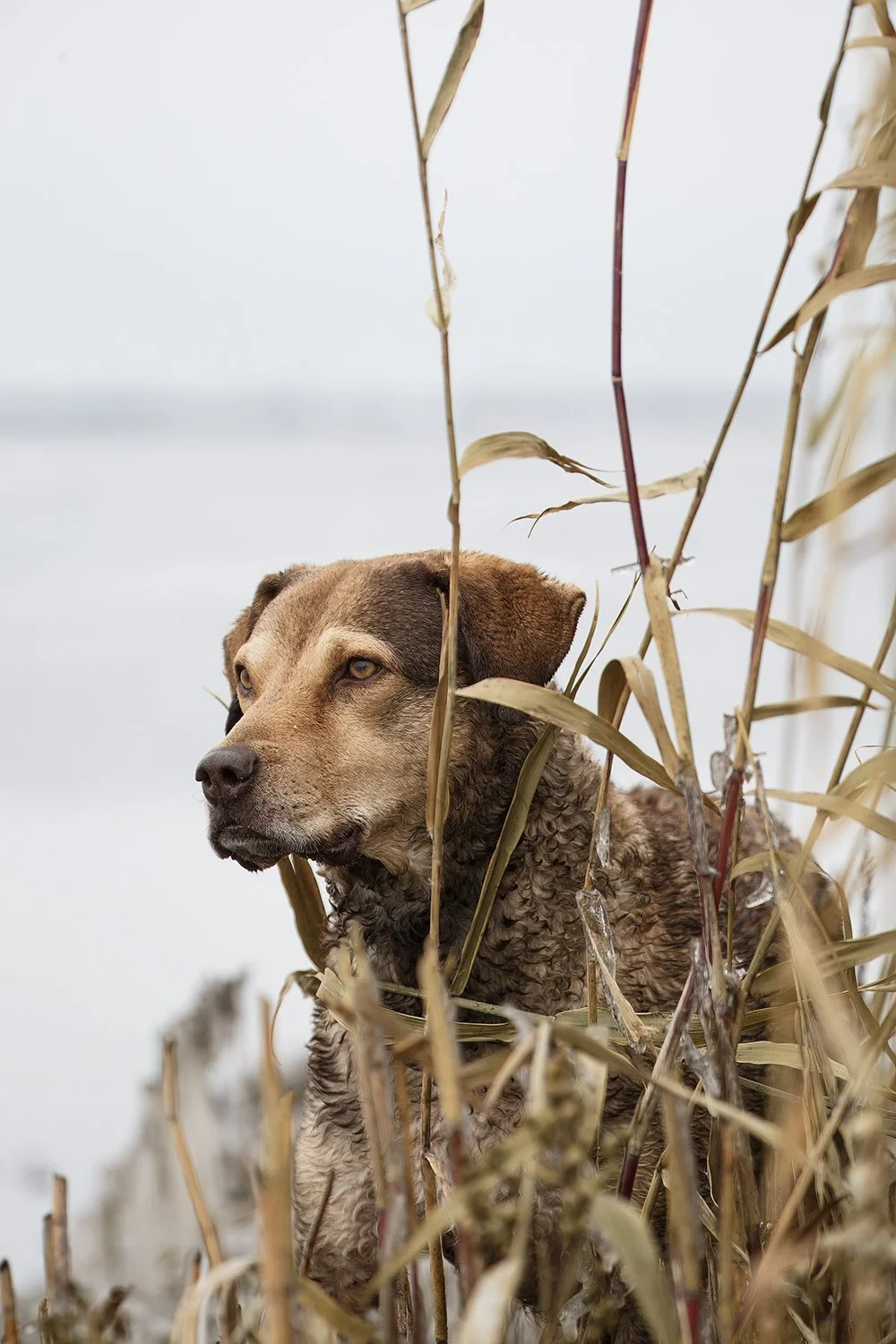 DK9T0131--rawdenoise-sharpen copy.jpg