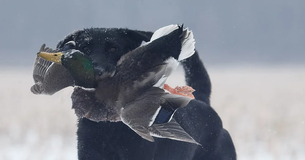 DK9T3245-tif copy.jpg