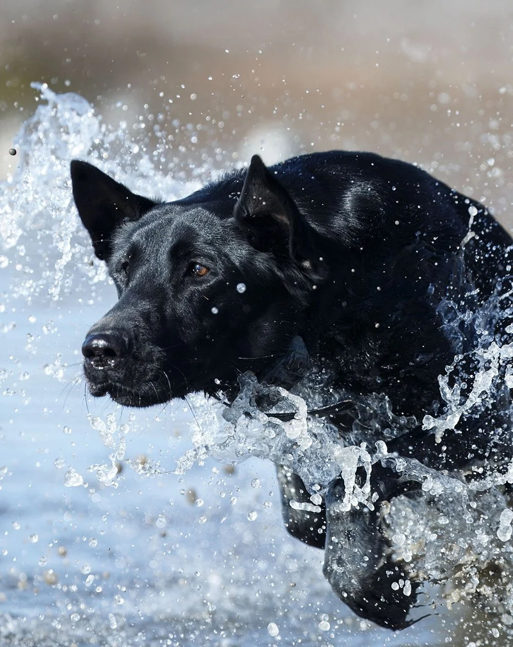 DK9T5854v--rawdenoise-sharpen copy.jpg