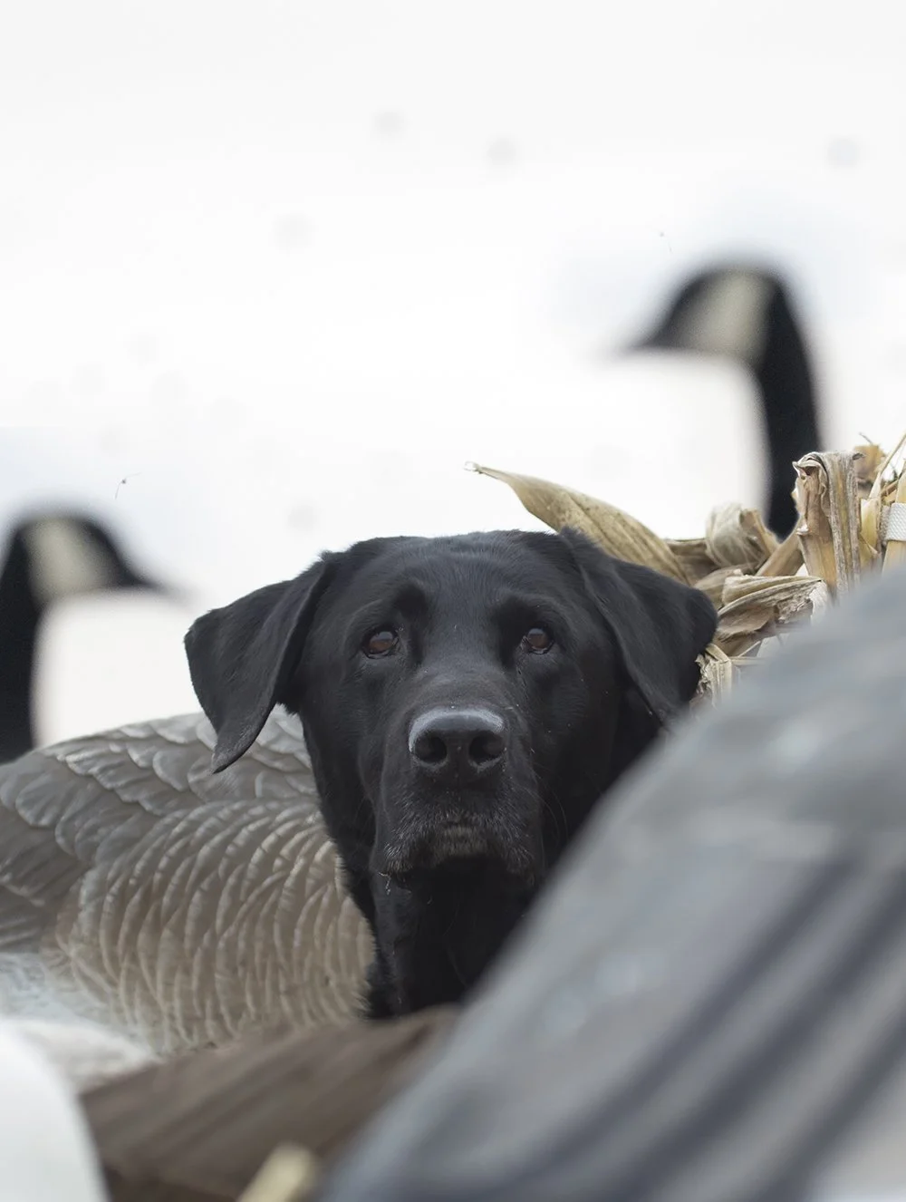 jeffmooreimages-8474215692bo .jpg