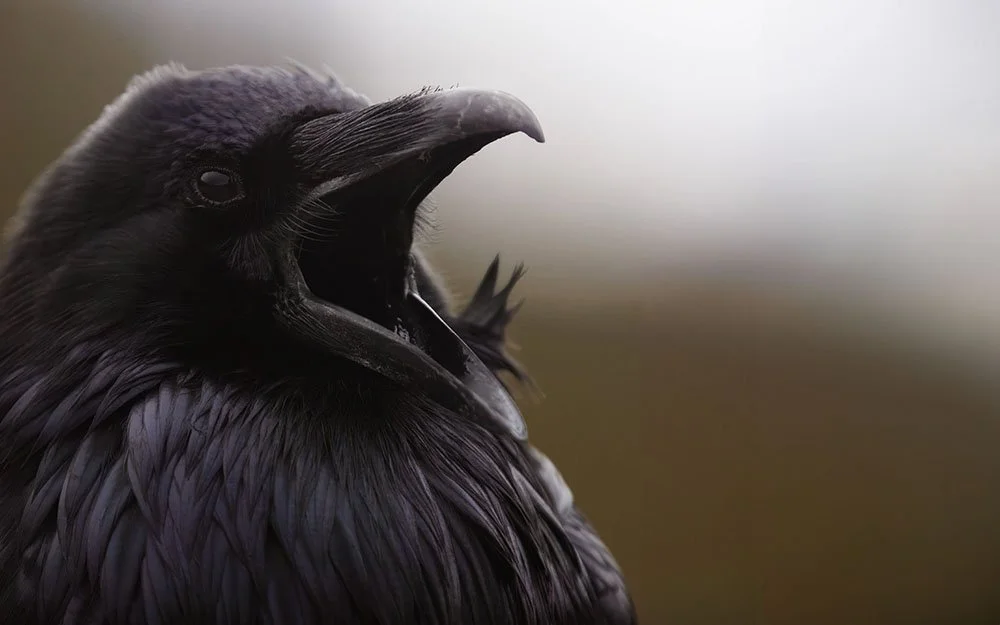 _20A4565long--rawdenoise-sharpen-focus copy.jpg