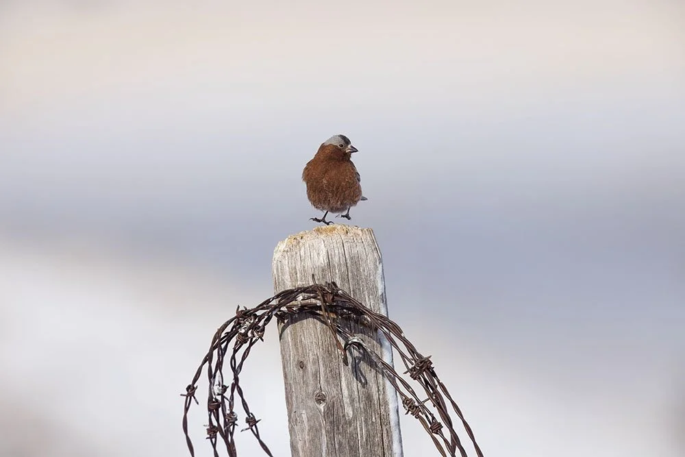 _20A9323--rawdenoise-sharpen copy.jpg