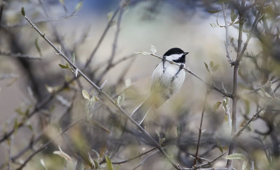 773A4607-SharpenAI-Softness copy.jpg