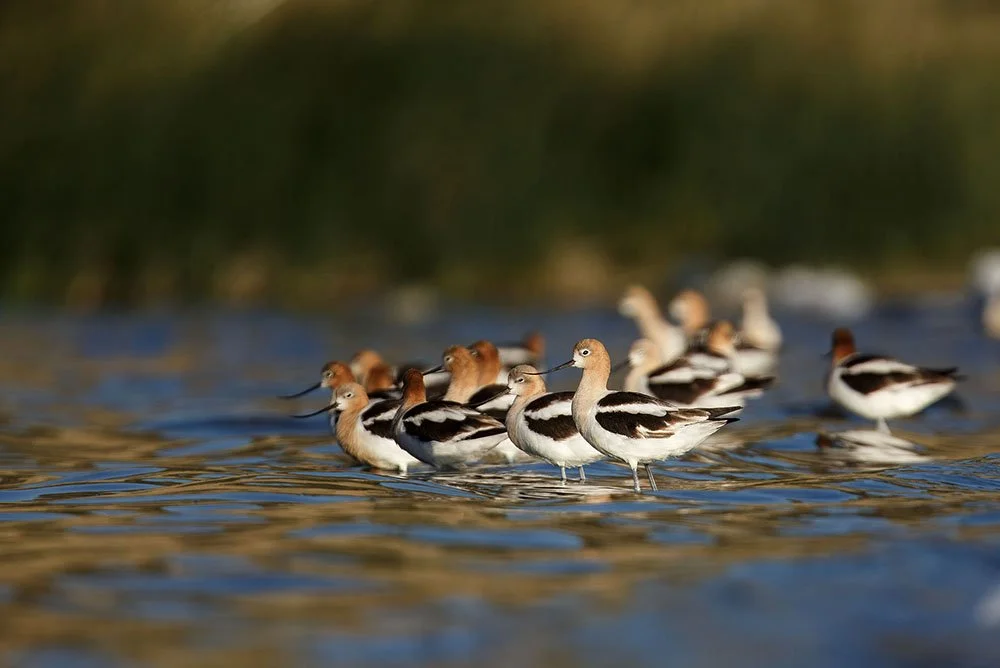 DK9T9861--rawdenoise-sharpen copy.jpg