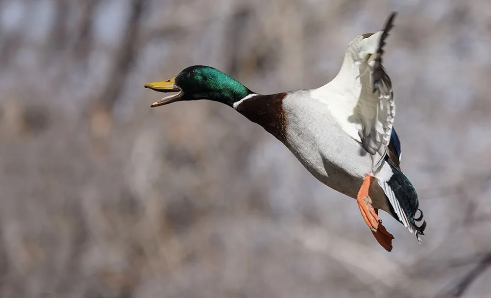 DK9T0133rawdenoise-sharpen copy.jpg