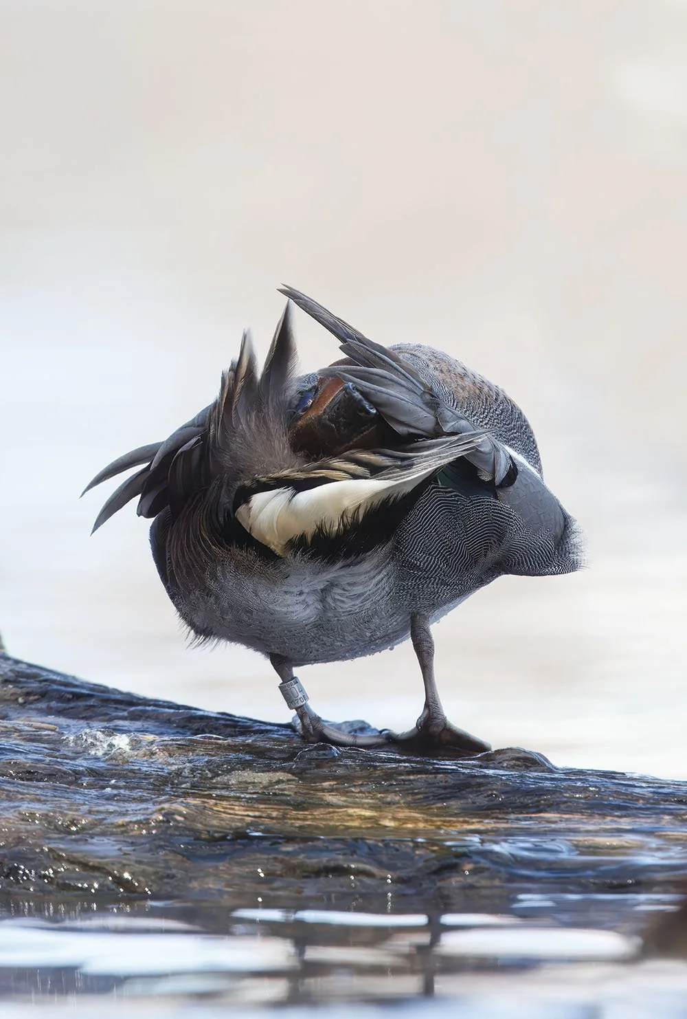 DK9T3221--rawdenoise-sharpen-upscale-2x copy.jpg