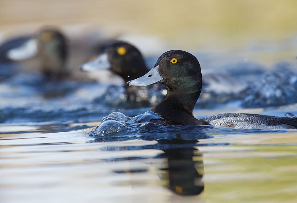 DK9T4959--rawdenoise-sharpen copy.jpg