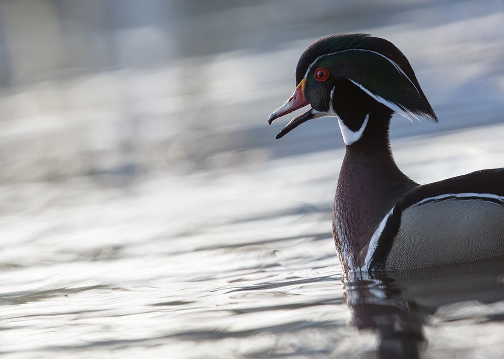 jeffmooreimages-8474215692DK9T5866 sharpen copy.jpg