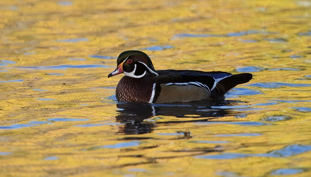 jeffmooreimages-8474215692DK9T4087- copy.jpg