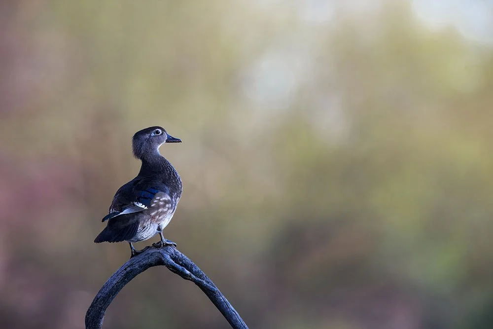 DK9T8717--rawdenoise-sharpen-2 copy.jpg