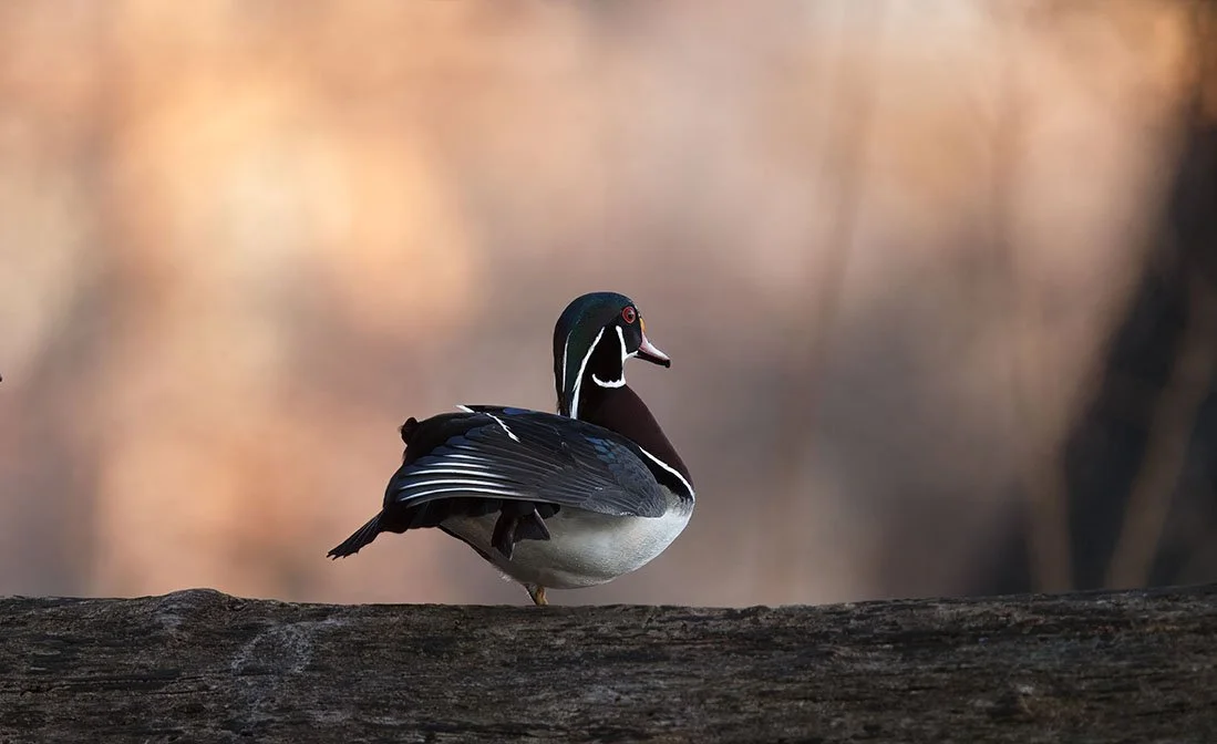 DK9T8414--rawdenoise-sharpen copy.jpg