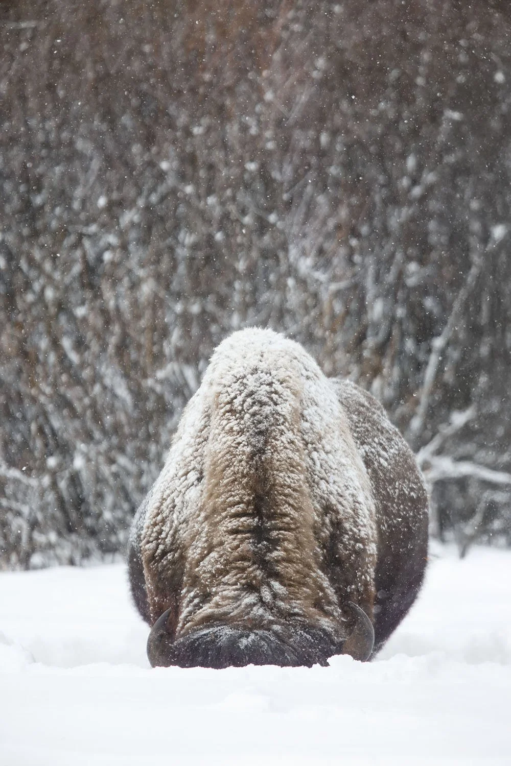 DK9T7086--rawdenoise-sharpen copy.jpg