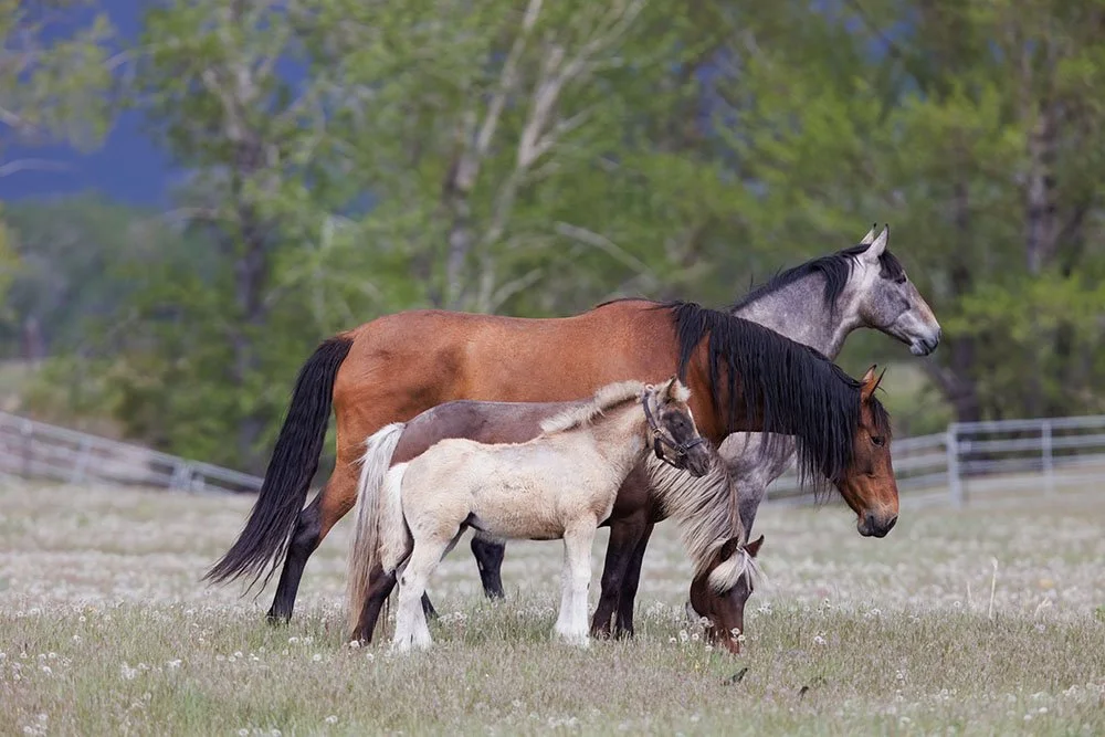 _20A2122--rawdenoise-sharpen copy.jpg