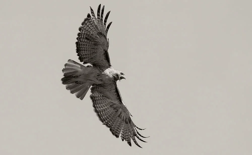 620A1578bw-topaz-rawdenoise-sharpen.jpg