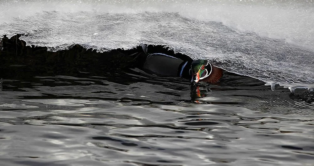 Woody under ice  hidden-topaz-denoise-sharpen.jpg