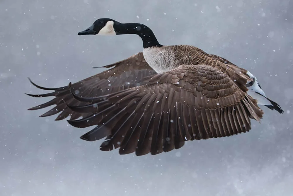 cgoosetwoflapssnowFinall.jpg