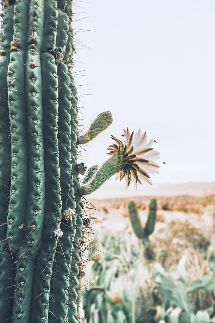 DesertFlower.jpeg