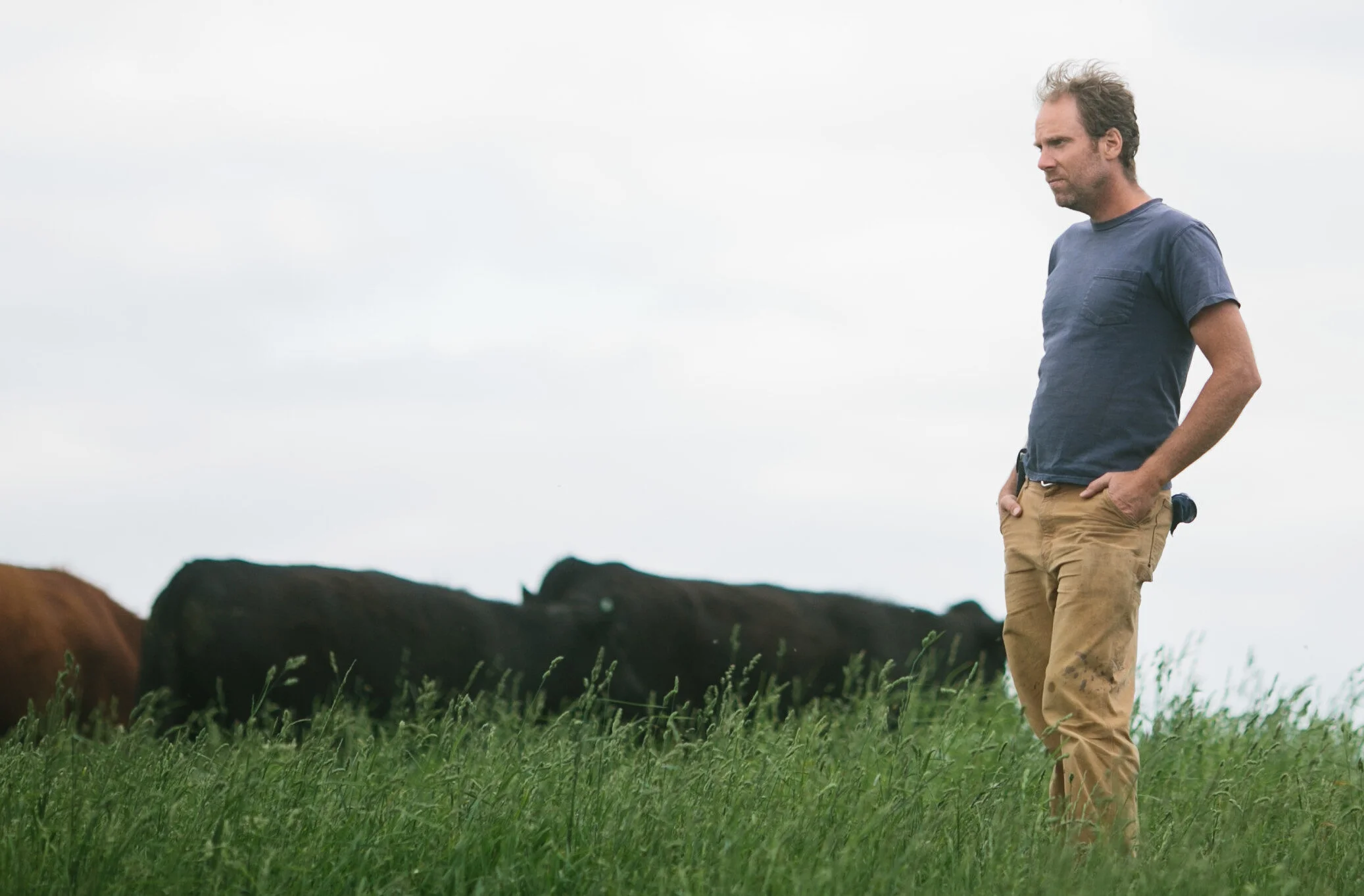 Forrest Cows.jpg