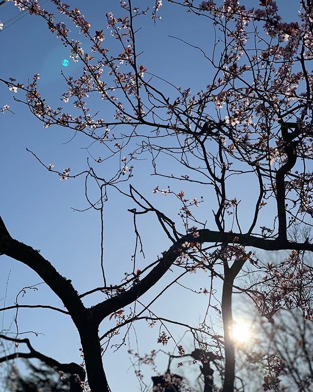 &ldquo;Behind our views and opinions, our hopes and fears about what&rsquo;s happening, the dynamic energy of life is always here, unchanged by our reactions of like and dislike.&rdquo; -Pema Ch&ouml;dr&ouml;n 
Spring is here. Time to ground myself a