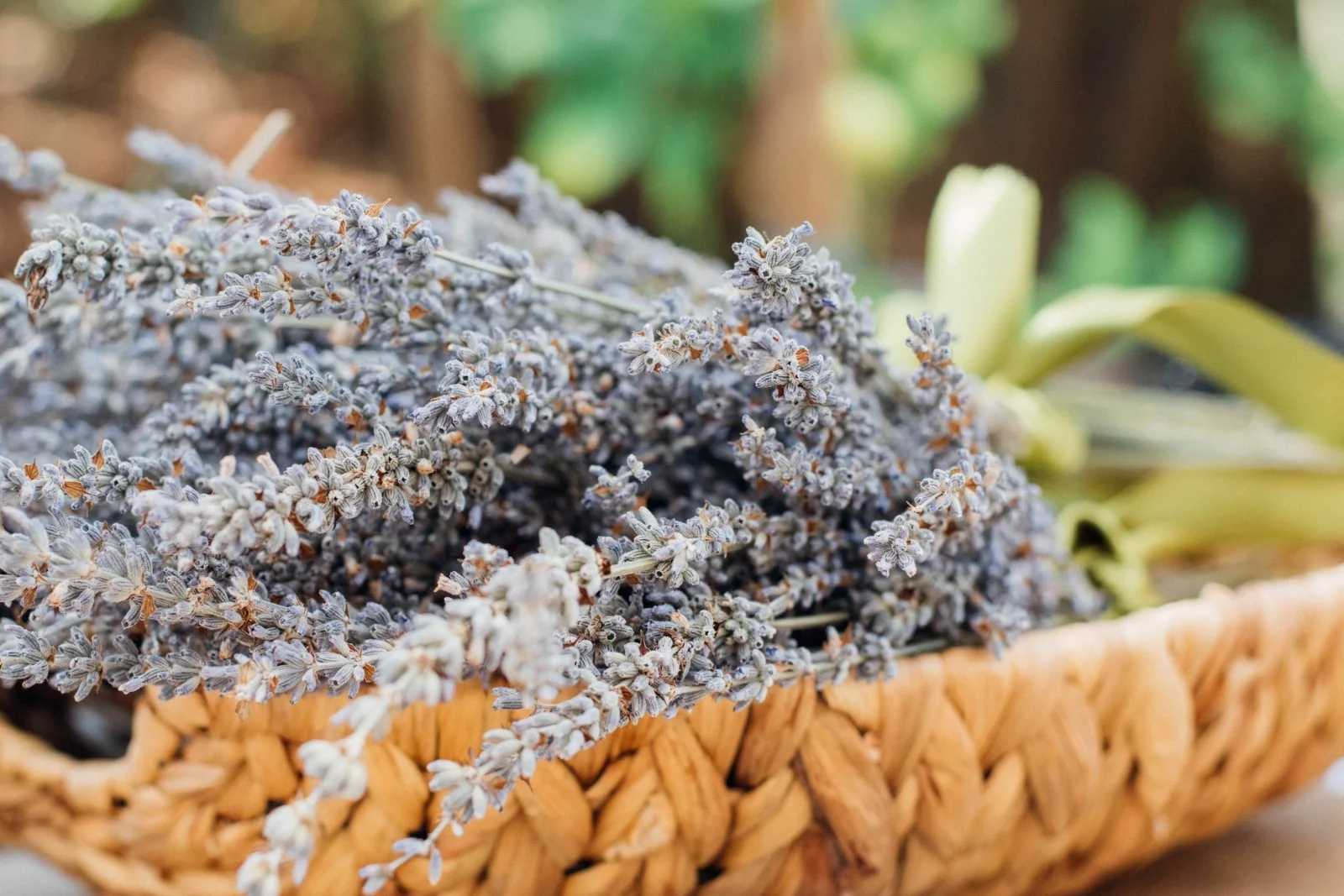 cut-flower-herbs-picked.jpg