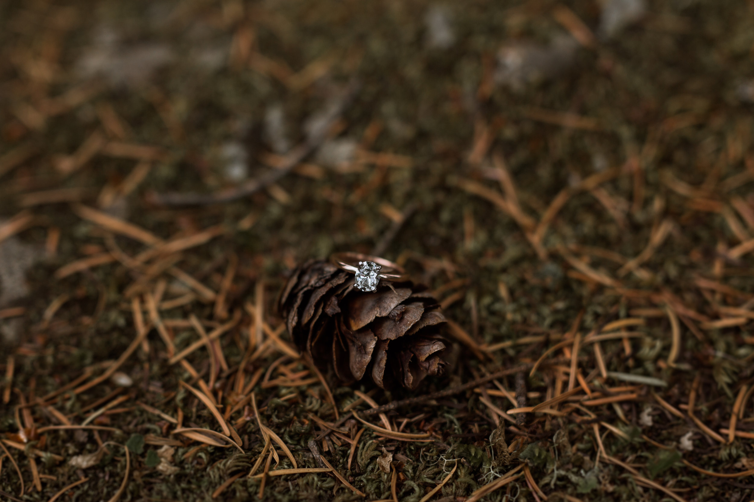 B + L | Surprise Proposal