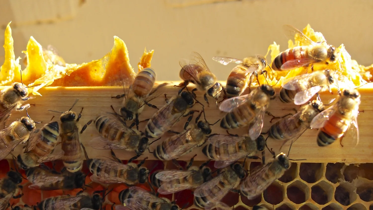 bees in a bee box.jpg