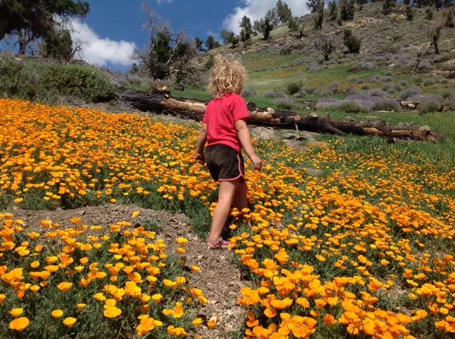 Darwin in the poppy feild.jpeg