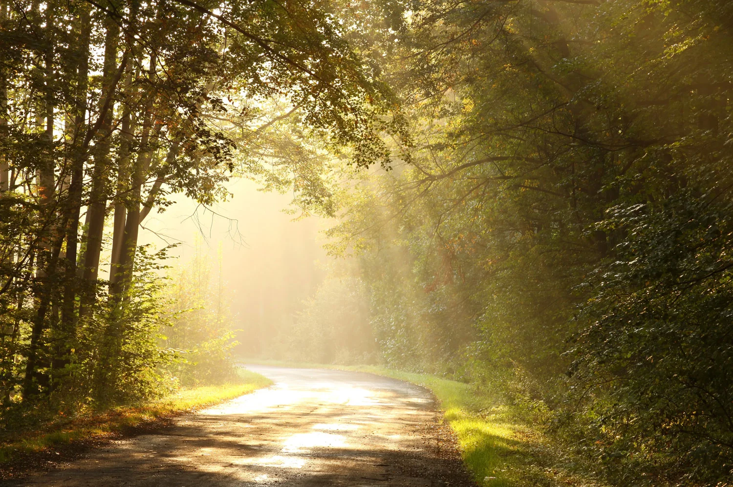 pathway.jpg
