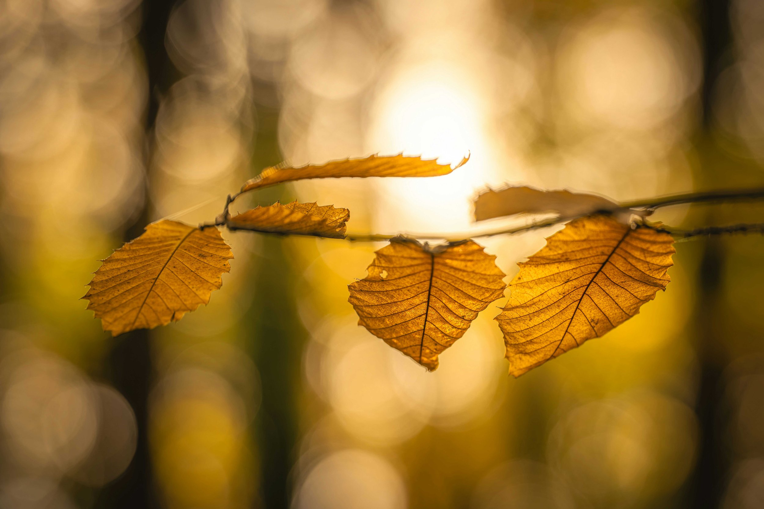 LOW RESOLUTION MORRICE COLEMAN 2025-1-3.jpg