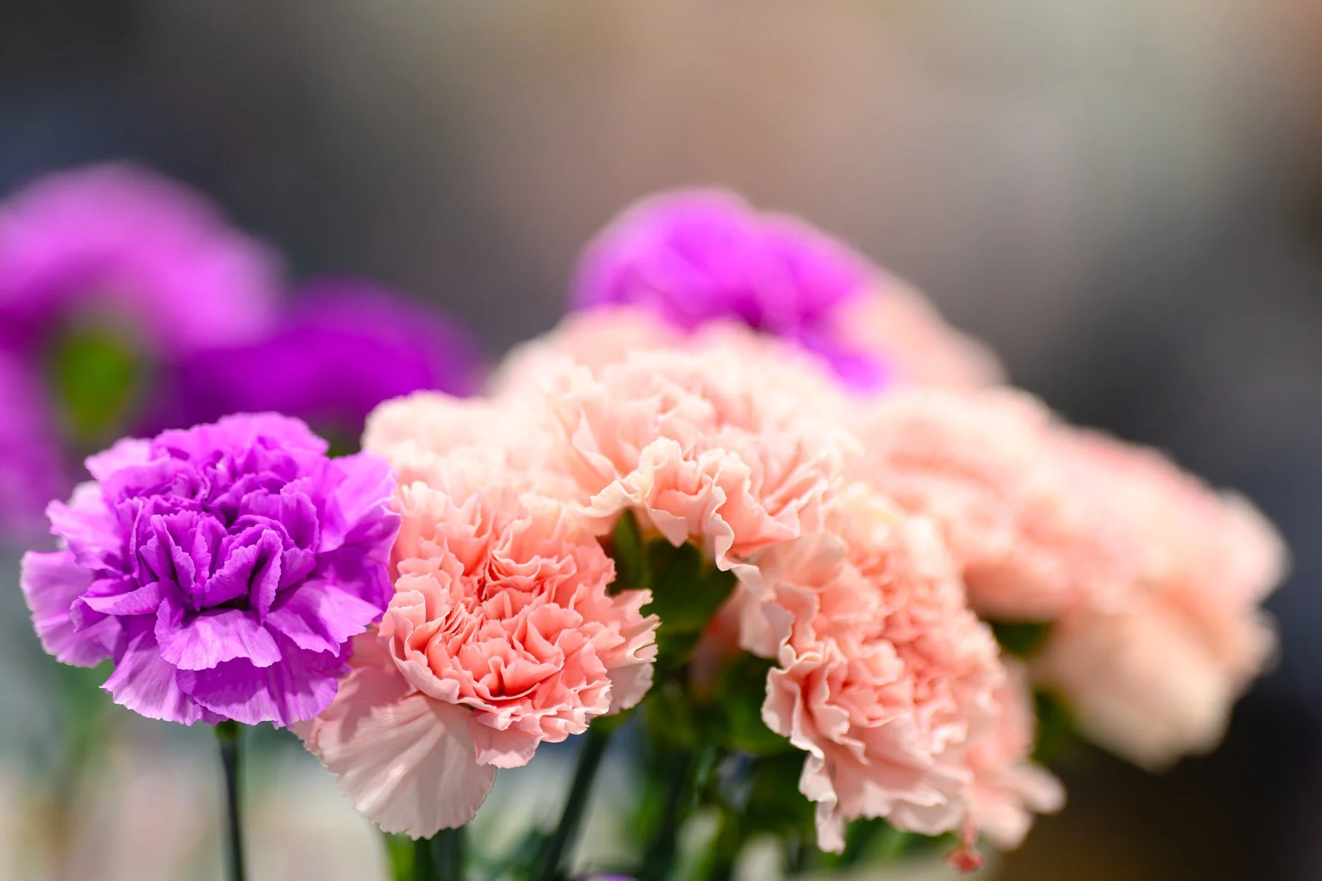 LOW RESOLUTION VH26-36.jpg