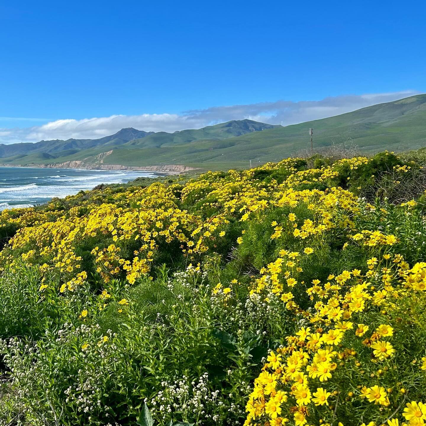 Spring: a lovely reminder of how beautiful change can truly be. 
~Unknown~
Happy first day of spring everyone! #lompoc #wildflowers #beach #coreopsisgigantea #pseudognaphaliumcalifornicum #ladiestobacco