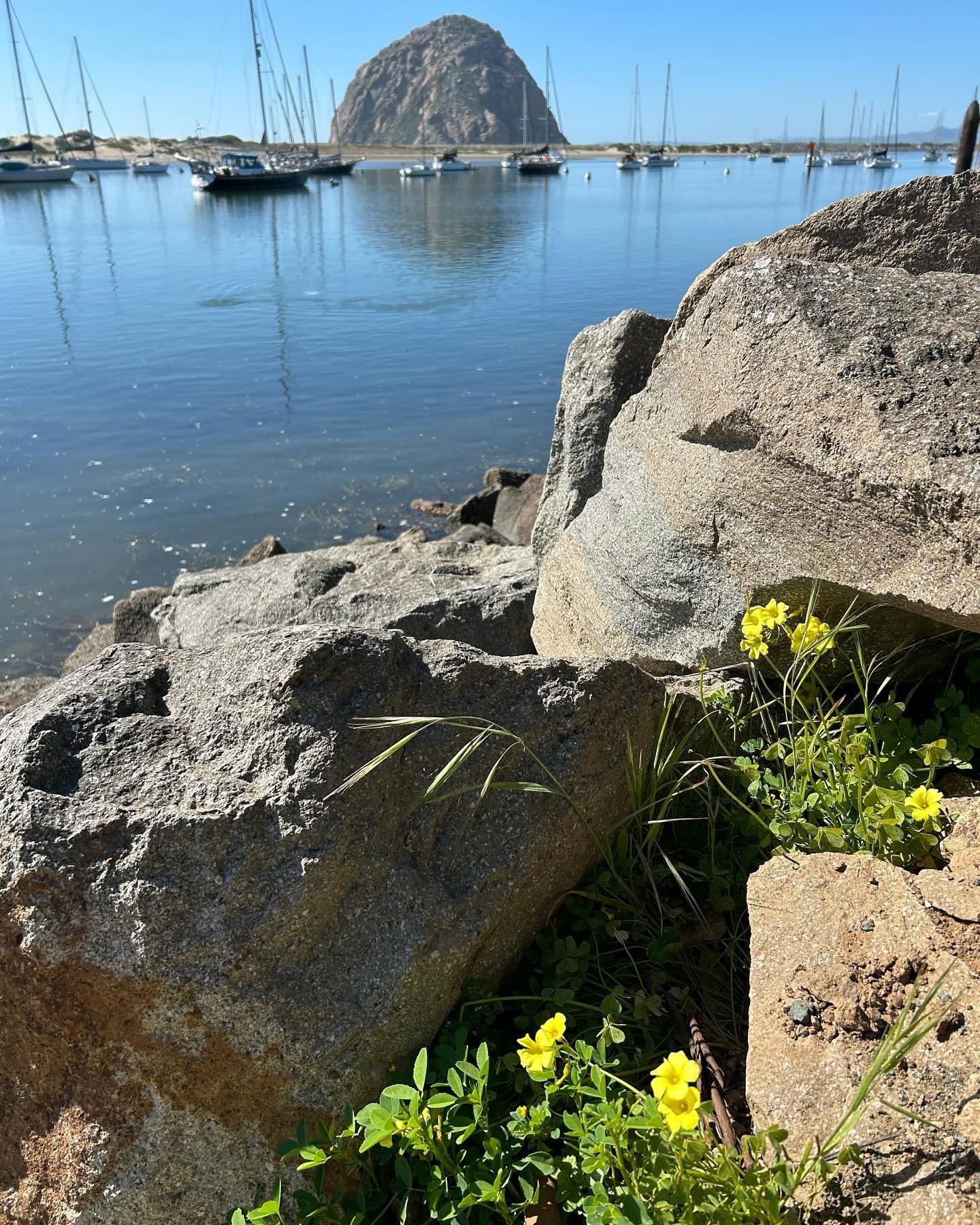 Bloom where you are planted. ~Saint Francies de Sales~
 
Happy Friday everyone! #surfconnection #fridayflowers #lessonsfromwildflowers