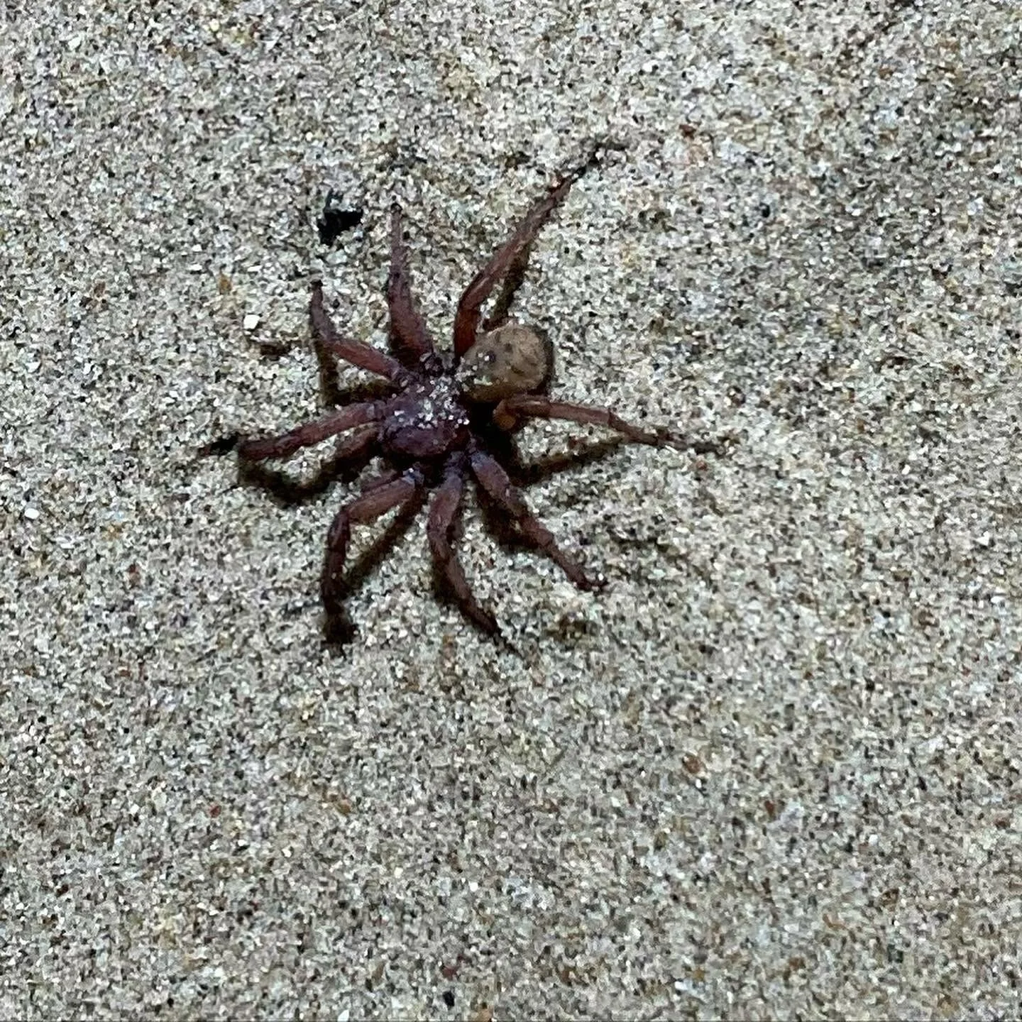 When you start seeing tarantulas at Jalama you know fall is here! #lompoc #surfconnection #tarantulas