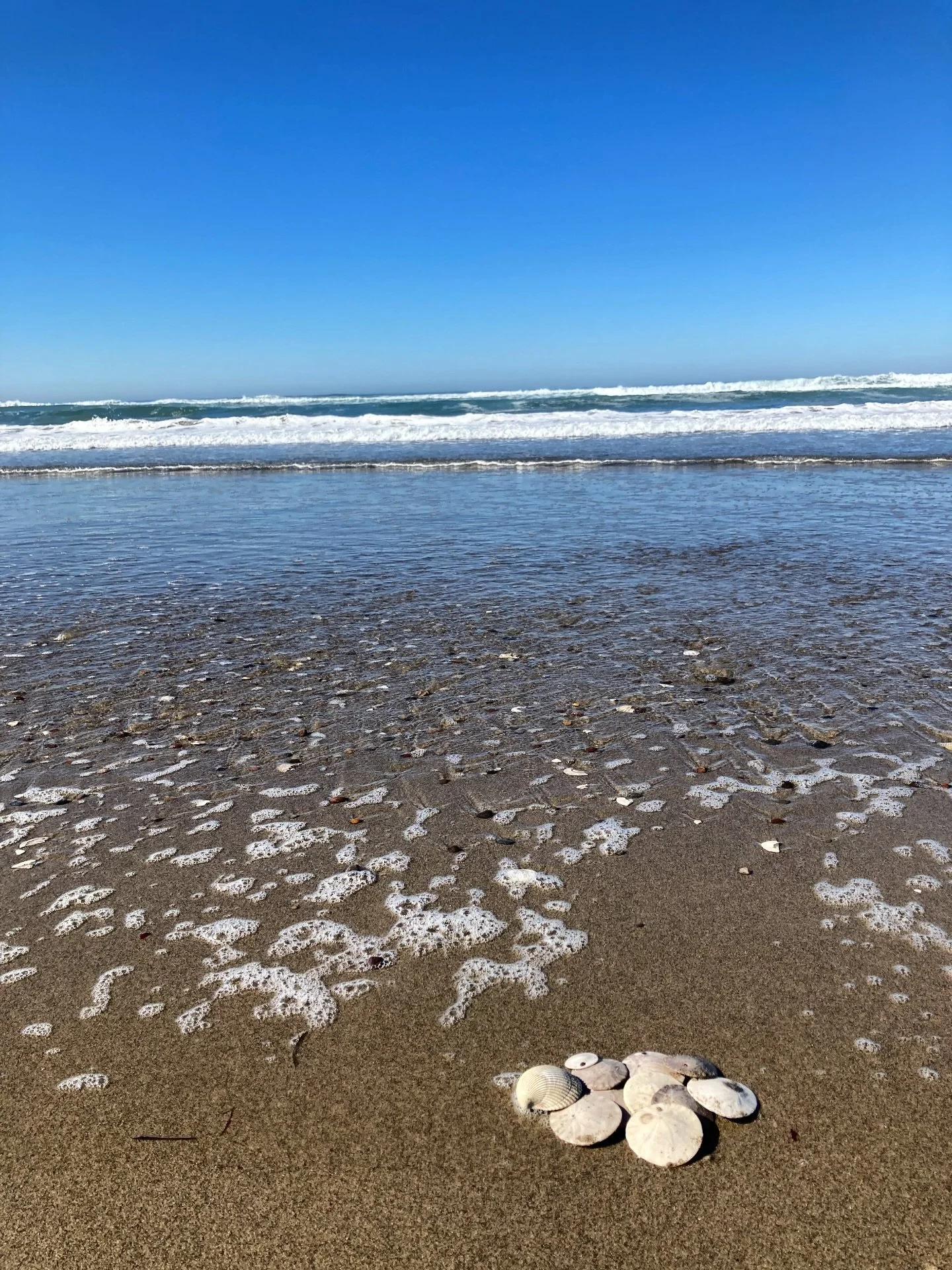 I thought I saw a mermaid but it must have been a trick of the sun. Happy Monday everyone! 🧜&zwj;♀️
#surfconnections #mondaysareformermaids #lowtidemagic #mermaidmondays