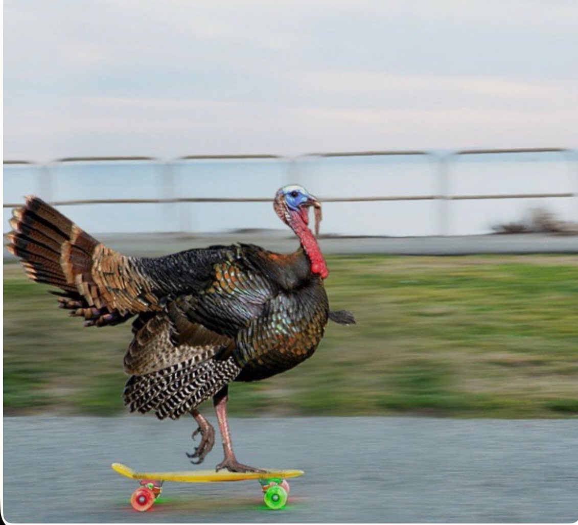 Wishing everyone a Happy Thanksgiving!
🦃🍽 

Just a reminder we are closed today to spend time with family and friends but will be open again for regular hours on Friday. 

#lompoc #surfconnection #grateful