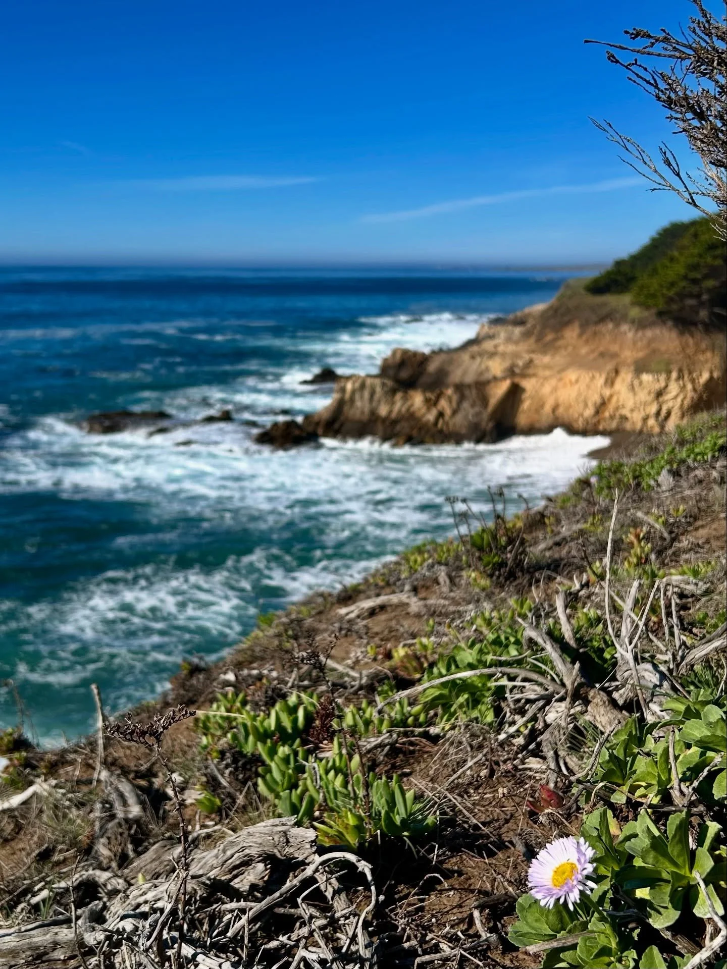 May your life be like a wildflower, growing freely in the beauty and joy of each day. ~Native American Proverb~
🌸Happy Wednesday Everyone!

#lompoc #surfconnection #wildflowerwednesday #seasidedaisy