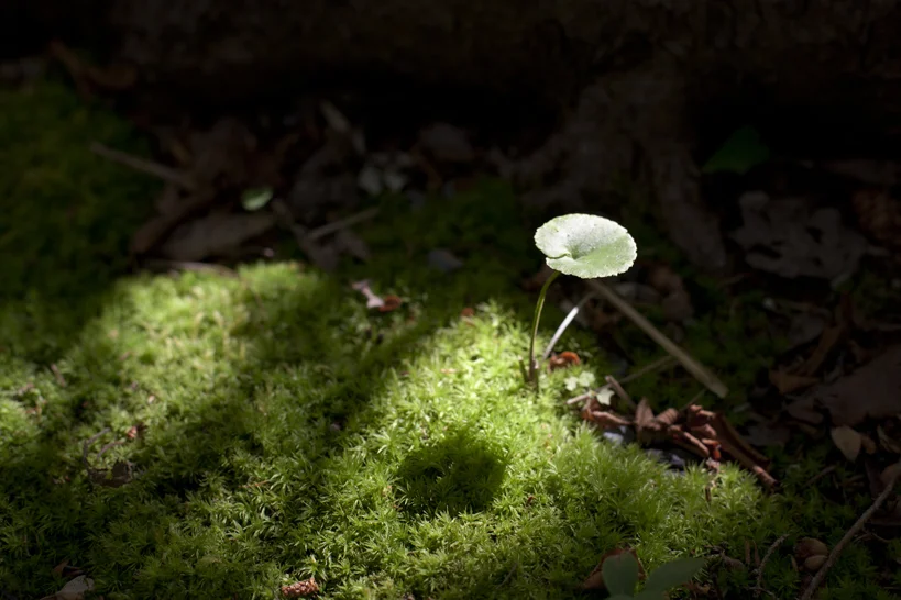 forestweb.jpg