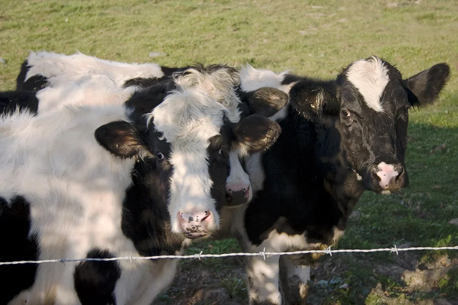 cows.jpg