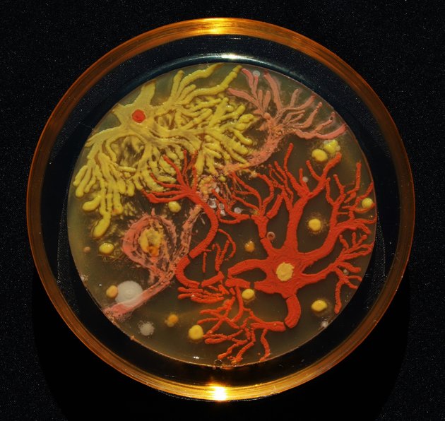 Primo classificato: Mehmet Berkmen e Maria Penil, "Neuroni" composto di Nesterenkonia, Deinococcus e Sphingomonas.