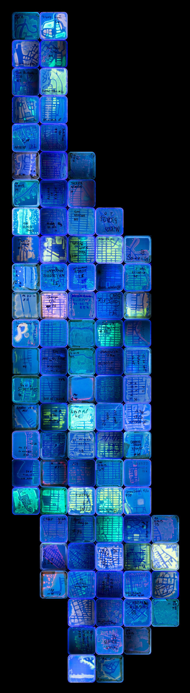 Secondo calssificato: Autori vari, “NYC Biome Map,” multiplo di capsule di Petri di batteri modificati sotto luce UV con proteine fluorescenti.